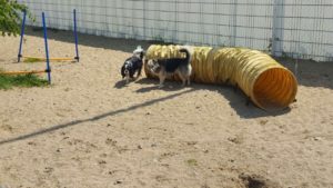 hunde beim spielen auf dem grossen gelaende der hundebetreuung dogs place in neuss