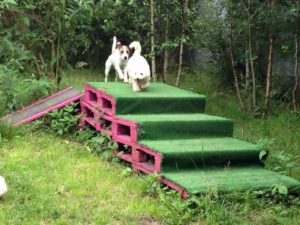 hunde beim spielen auf einer platform aus holzpaletten bei dogs place in koeln