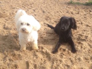 hunde im sand bei der hundebetreuung dogs place in neuss