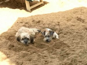 hunde liegen im sand verbuddelt bei der hundebetreuung von dogs place in koeln