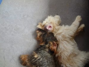 hunde schlafen ruecken an ruecken auf dem boden bei dogs place in neuss