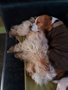 hunde schlafen und schmusen auf einer couch