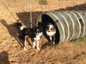 hunde spielen mit stofftunnel bei dogs place in koeln