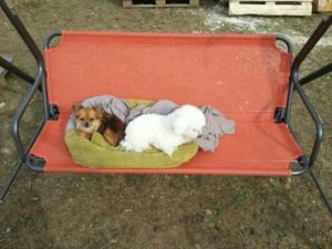 kleine hunde in gruenem hundekorb auf roter gartenschaukel auf dem gelaende von dogs place