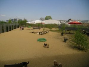 gelaende mit sandboden und spielmoeglichkeiten fuer hunde bei dogs place