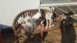 gruppe von hunden geniesst die sonne auf einer holzbank im freien bei dogs place