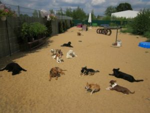 gruppe von hunden liegt auf dem sand und geniesst die sonne bei dogs place in koeln