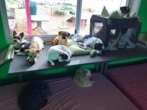 gruppe von hunden ruht sich in der hundebetreuung dogs place vom spielen aus