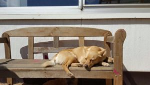 hund geniesst die sonne auf einer holzbank im freien