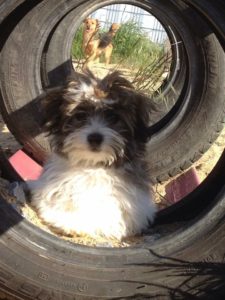 hund in altem autoreifen auf dem spielgelaende von dogs place in neuss