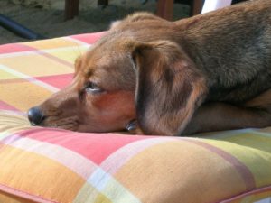 hund liegt auf einem gartenstuhl und geniesst die sonne bei der hundebetreuung dogs place neuss