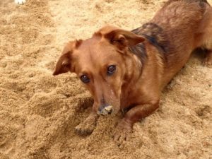 hund schaut unschuldig beim buddeln in die kamera bei dogs place in koeln