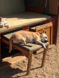 hund schlaeft auf einer gepolsterten bank in der sonne bei dogs place in koeln