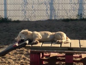 hund schlaeft und geniesst die sonne auf einer holzpalette auf dem gelaende von dogs place in neuss