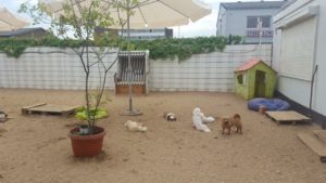 hunde auf dem gelaende zur hundebetreuung von dogs place in neuss