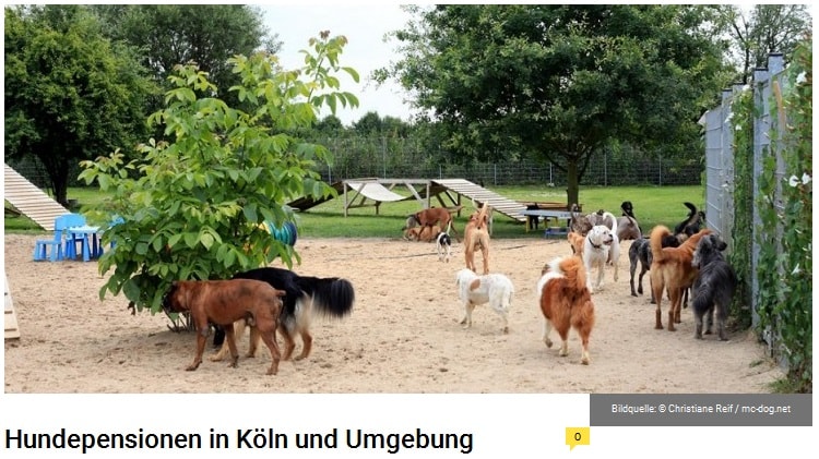 hunde auf dem hundespielplatz im freien