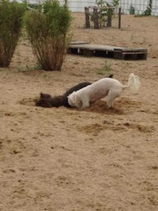 hunde beim buddeln auf dem spielgelaende von dogs place in neuss