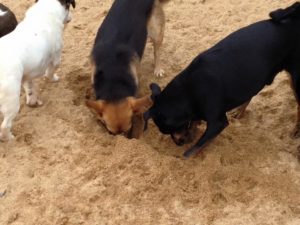 hunde beim graben bei dogs place in koeln