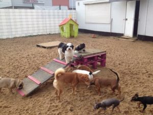 hunde beim spielen auf dem gelaende von dogs place in neuss