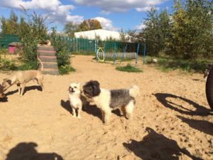 hunde beim spielen bei der hundebetreuung dogs place in koeln