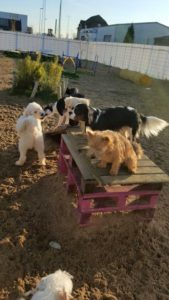 hunde beim spielen bei der hundebetreuung dogs place in neuss