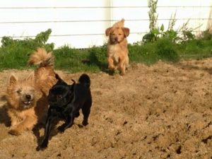 hunde beim spielen bei der hundebetreuung von dogs place