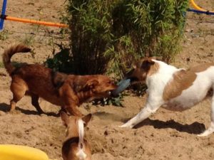 hunde beim spielen bei dogs place in neuss