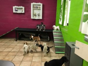 hunde beim spielen im innenbereich der hundebetreuung von dogs place in koeln