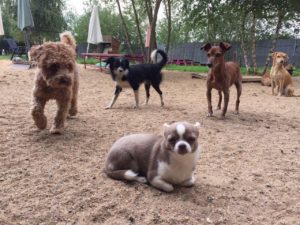 hunde beim spielen und toben bei der hundebetreuung von dogs place in koeln