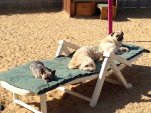 hunde geniessen die sonne auf einer gartenliege im freien bei dogs place in koeln