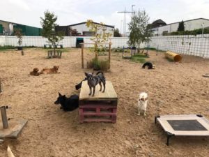 hunde im freien auf dem gelaende von dogs place in neuss