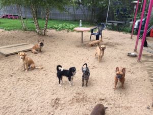 hunde im grossen aussenbereich von dogs place in koeln