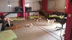 hunde im inneren spielbereich bei der hundebetreuung von dogs place in neuss