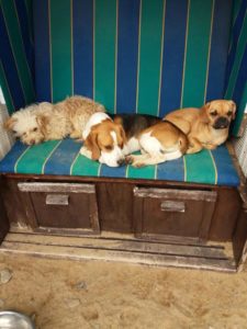 hunde liegen im strandkorb und geniessen die frische luft bei der hundebetreuung dogs place