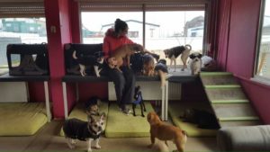 hundebetreuerin von dogs place in neuss umgeben von vielen hunden