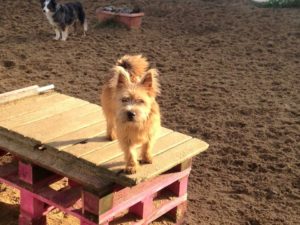 kleiner hund auf holzpalette auf dem gelaende von dogs place in neuss