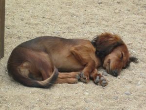 kleiner hund schlaeft auf dem sandboden bei dogs place in koeln