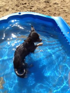 kleiner schwarzer chihuahua beim schwimmen in kleinem blauen pool bei dogs place in neuss
