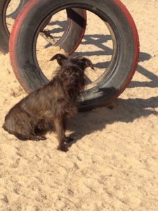 kleiner schwarzer hund schaut verwundert in die gegend bei dogs place in koeln