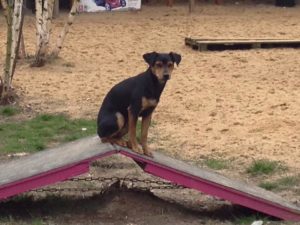 kleiner schwarzer hund sitzt auf einer holzrampe auf dem gelaende von dogs place