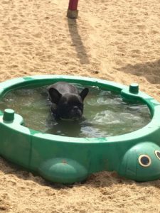 kleiner schwarzer mops beim baden in der sonne bei dogs place in koeln