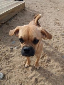 kleiner suesser hund schaut neugierig auf dem spielgelaende von dogs place