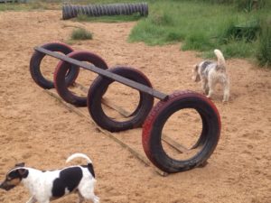 reifen zum spielen bei der hundebetreuung dogs place in koeln