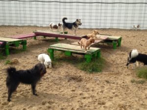 viele hunde beim spielen auf dem gelaende von dogs place in neuss