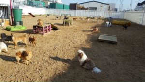 viele hunde im freien auf dem gelaende von dogs place in neuss